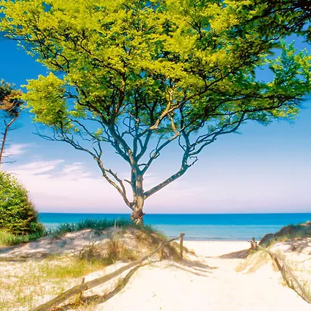 Sanddorn, Strandaster Prerow