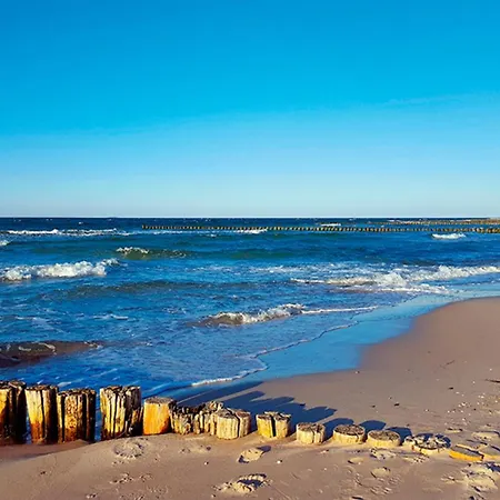 Sanddorn, Strandaster *